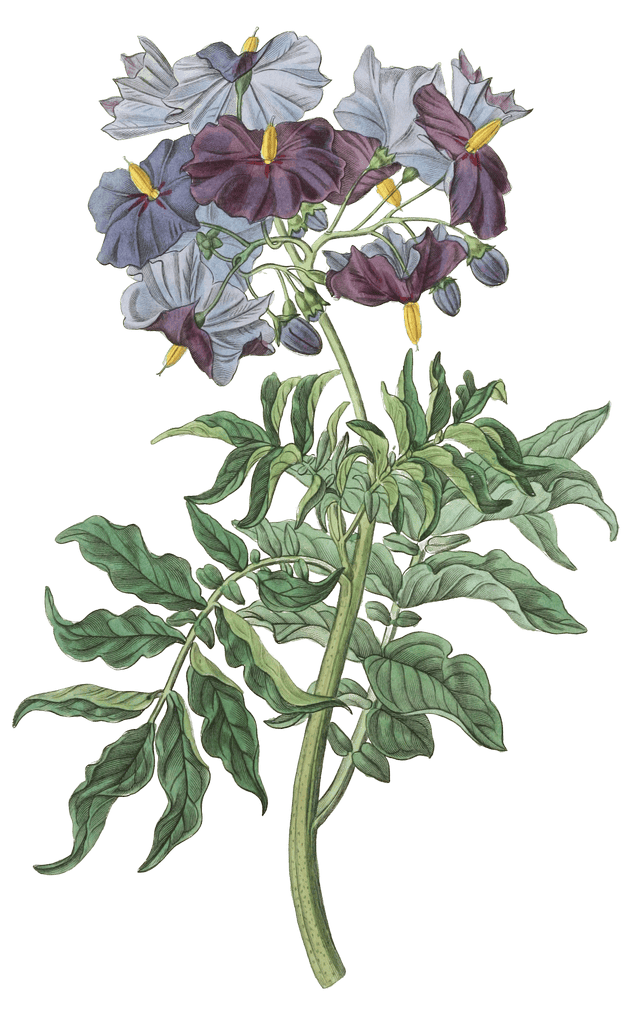 Tuberless Solanum