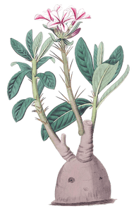 Tuberous Pachypodium