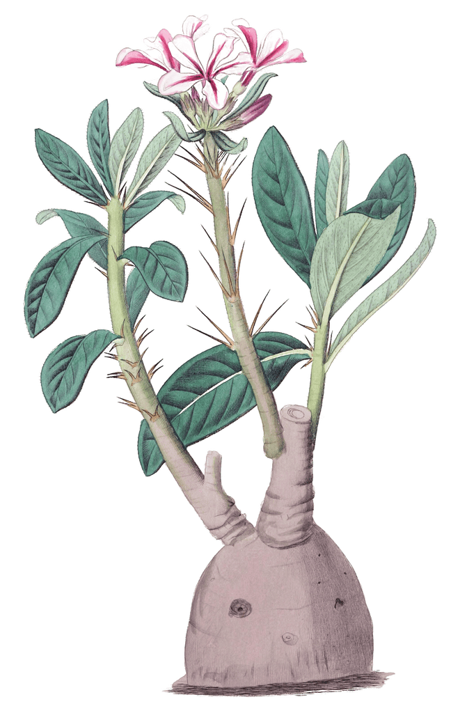 Tuberous Pachypodium