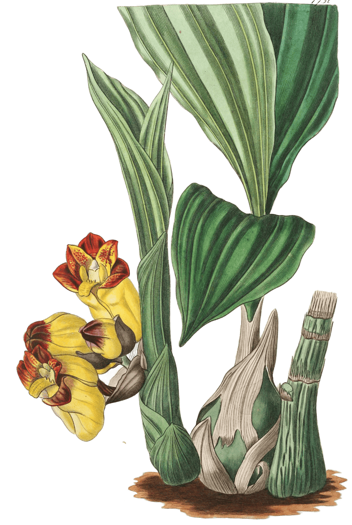 Two Coloured Barrel Orchis