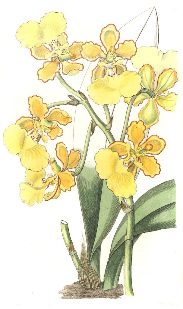 Two warted Oncidium
