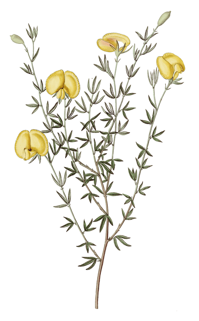 Veiny Leaved Gompholobium Flower