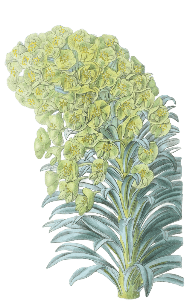 Venetian Euphorbia