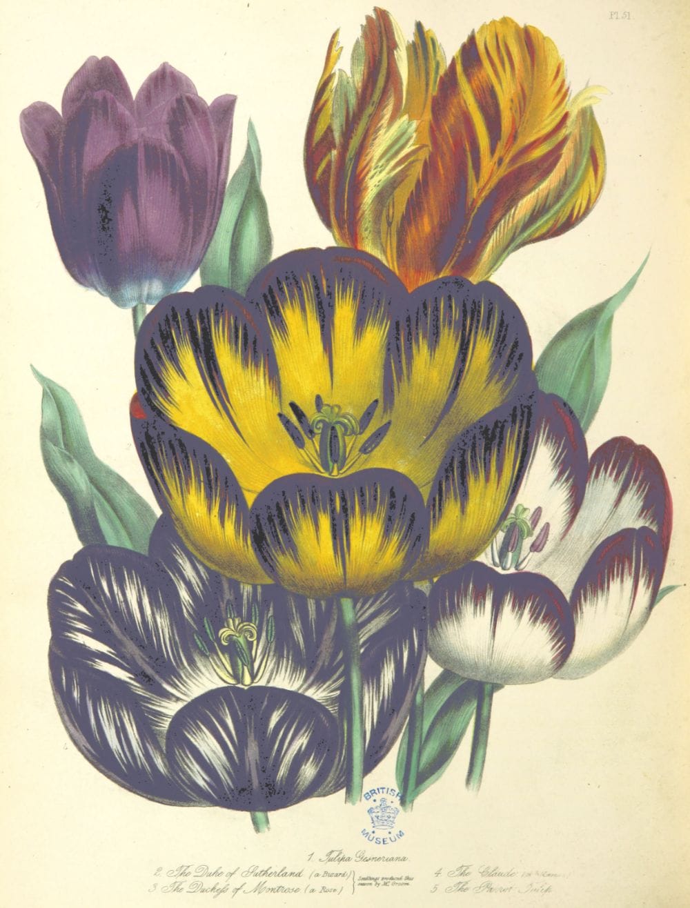 Vintage Tulip illustration Jane C Loudon