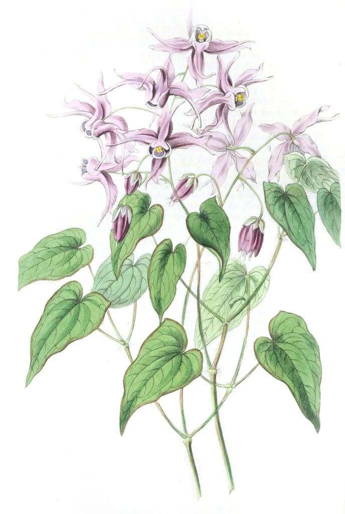 Violet Epimedium
