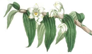Watery Dendrobium