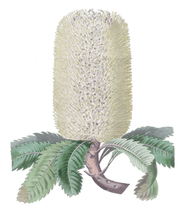 Waved Leaved Banksia