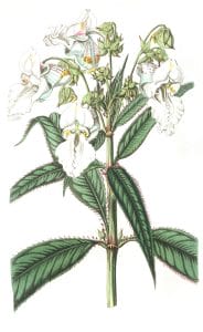 White Balsam