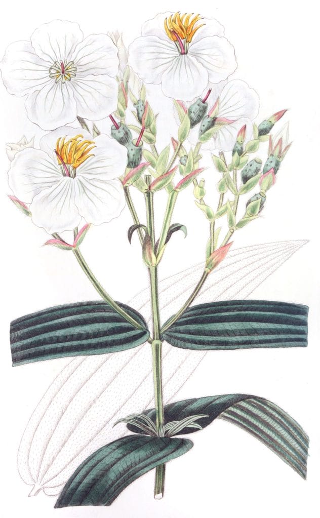 White Flowered Nipal Osbeckia
