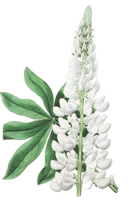White Large Leaved Perennial Lupine