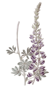 White Leaved Lupine Flower