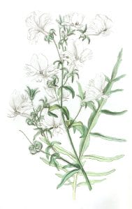 White Schizanthus