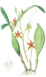 Wing Fruited Epidendrum