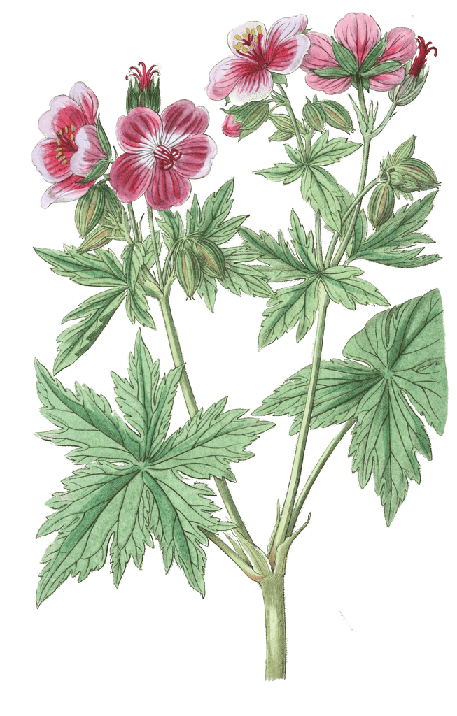 Woolly Flowered Geranium