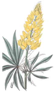 Yellow Perennial Lupine