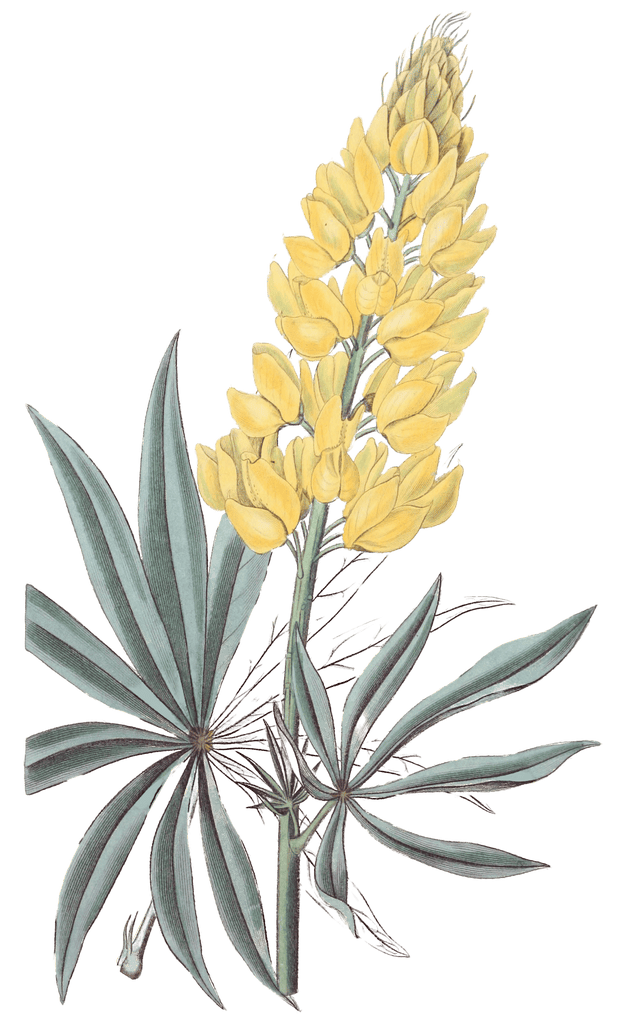Yellow Perennial Lupine