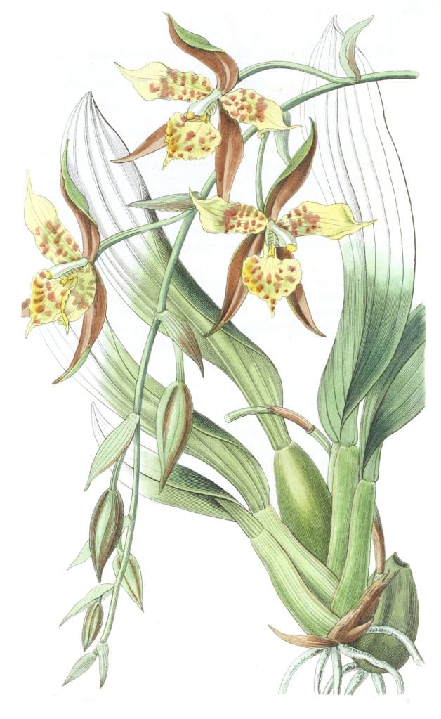 Yellow and Brown Odontoglossum