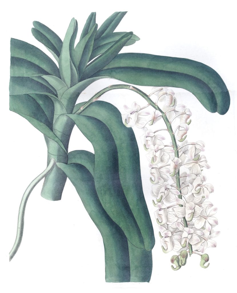 Horn-flowered Air-Plant