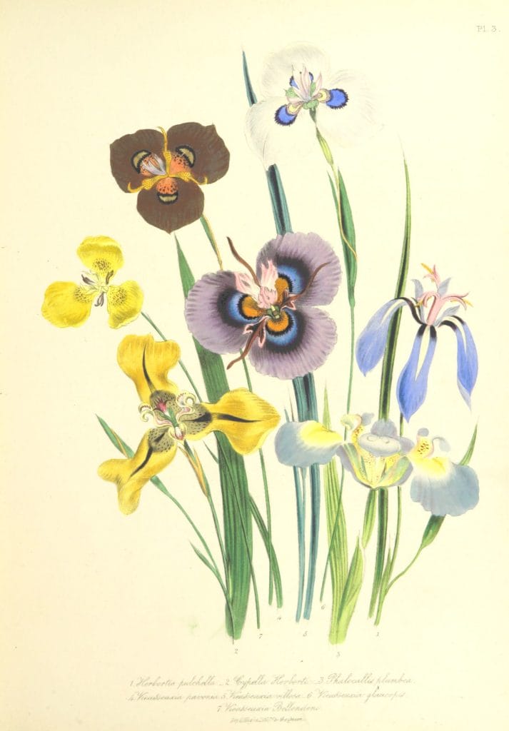 Vintage orchid flower illustration by Jane C Loudon. A bunch of brightly colored, varied orchids. Lithograph, hand painted with watercolor