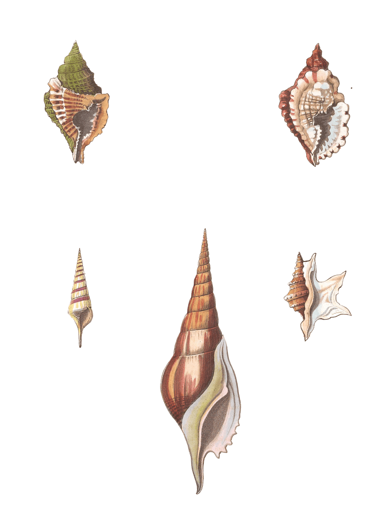 052 Various Shell illustration by Vero Shaw