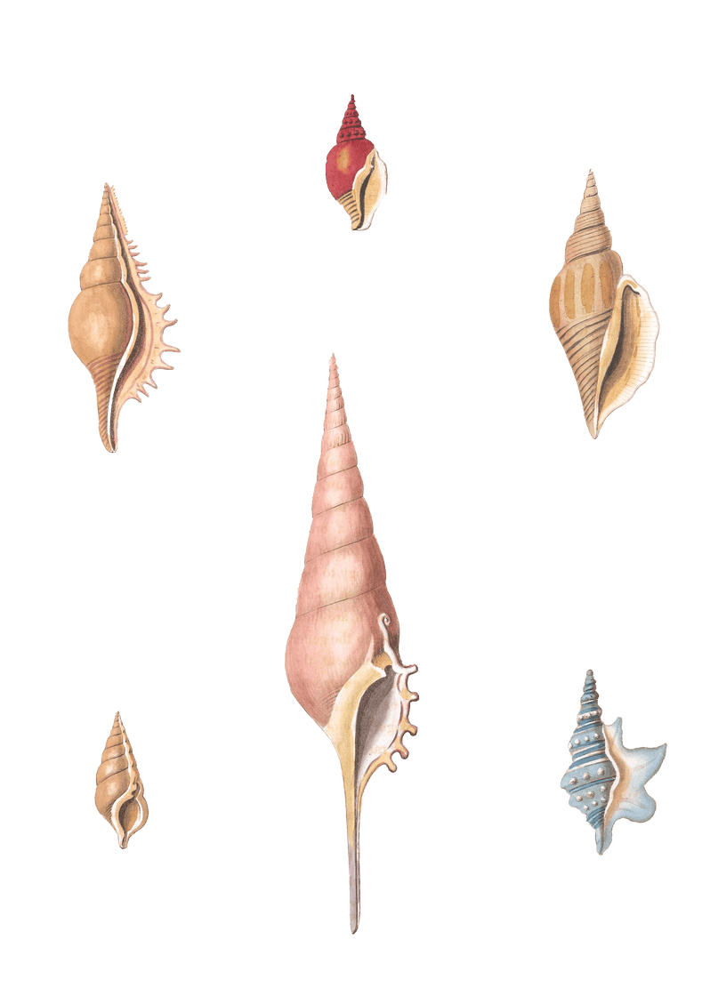 056 Various Shell illustration by Vero Shaw