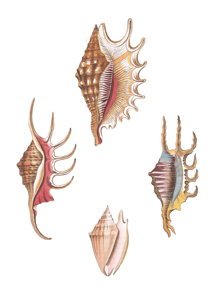 064 Various Shell illustration by Vero Shaw