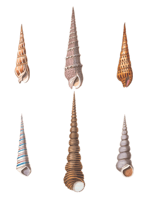 076 Various Shell illustration by Vero Shaw