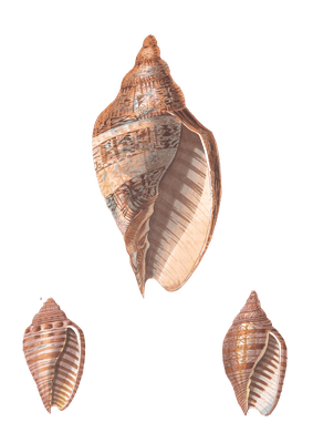 084 Various Shell illustration by Vero Shaw