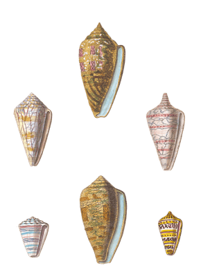 112 Various Shell illustration by Vero Shaw