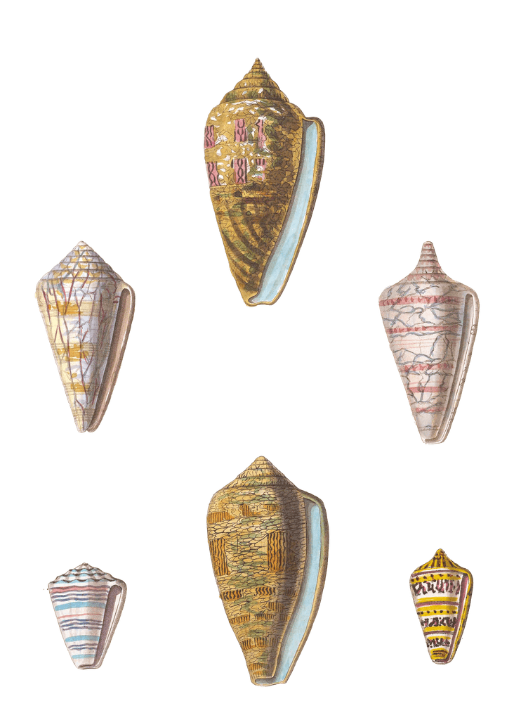 112 Various Shell illustration by Vero Shaw