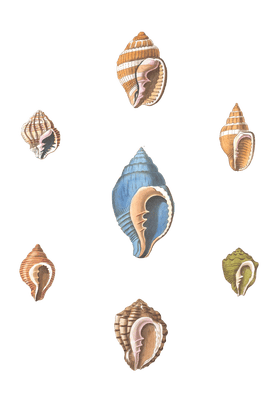 120 Various Shell illustration by Vero Shaw