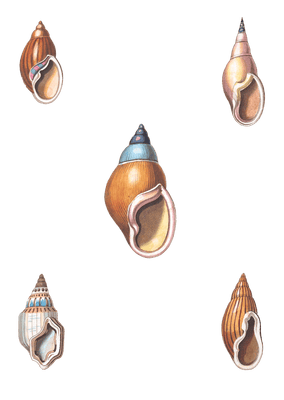 128 Various Shell illustration by Vero Shaw