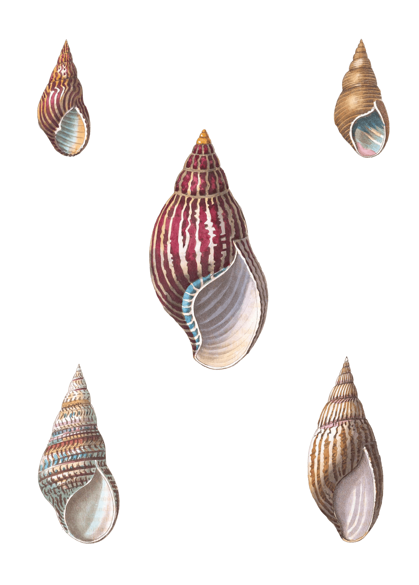 132 Various Shell illustration by Vero Shaw