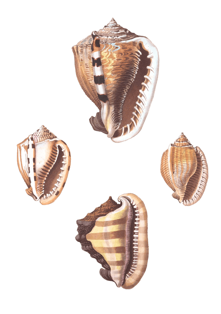 144 Various Shell illustration by Vero Shaw