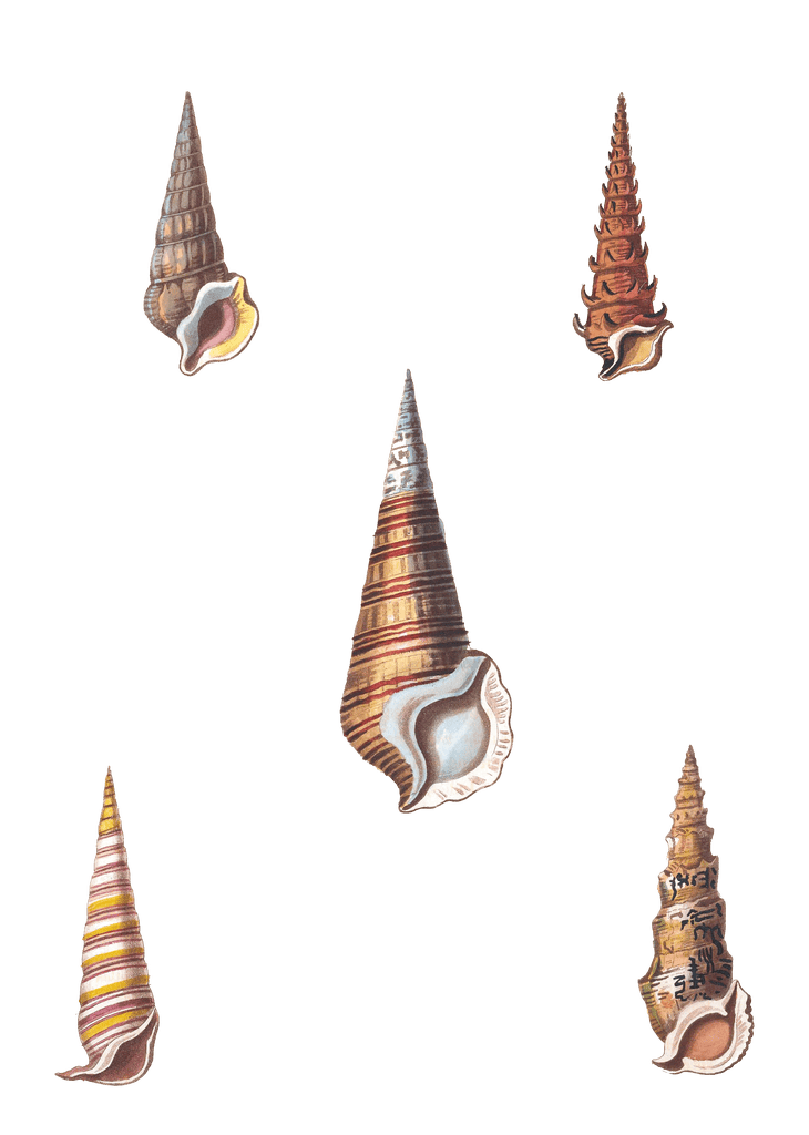 156 Various Shell illustration by Vero Shaw