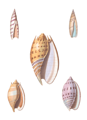 160 Various Shell illustration by Vero Shaw