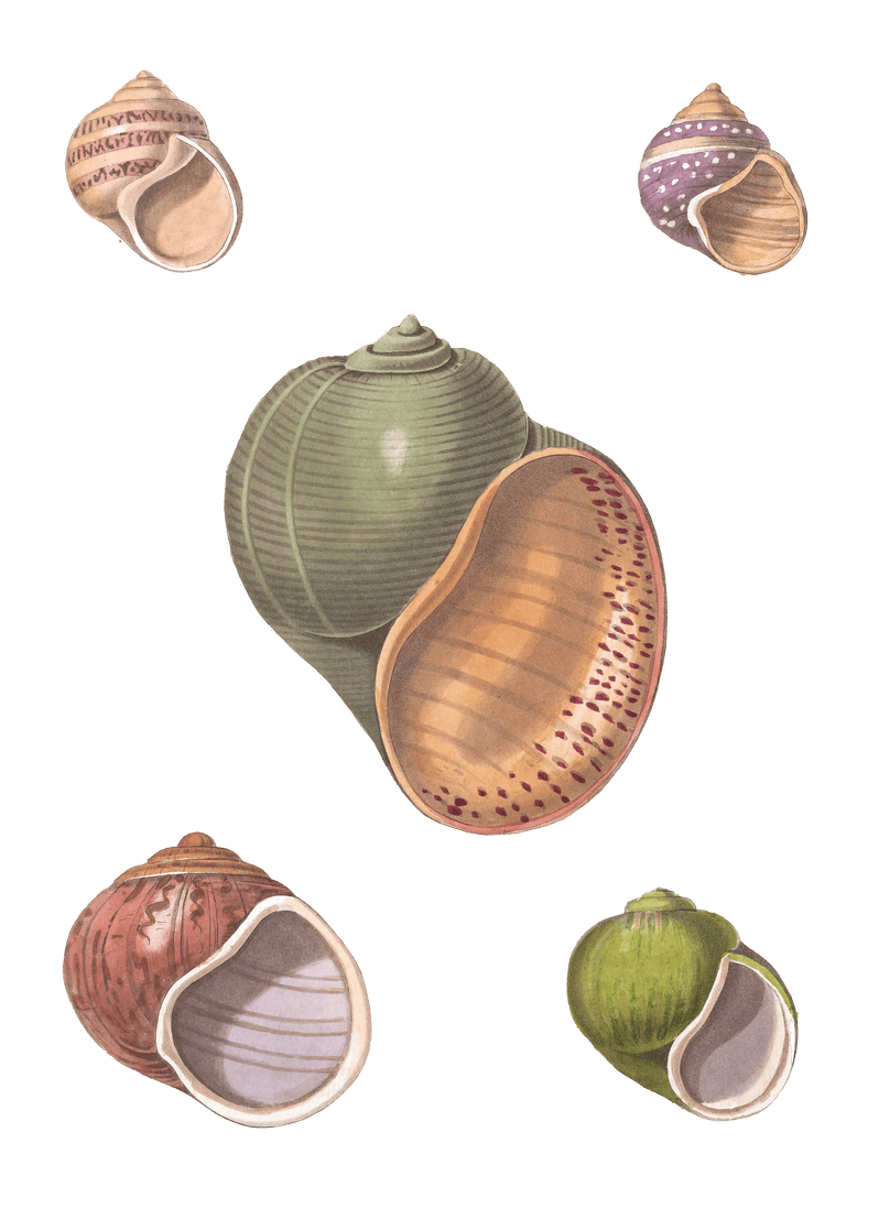 164 Various Shell illustration by Vero Shaw