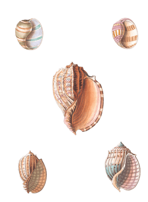 172 Various Shell illustration by Vero Shaw