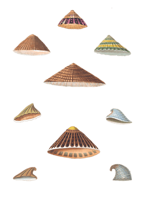 184 Various Shell illustration by Vero Shaw