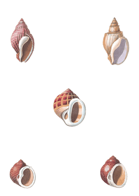 204 Various Shell illustration by Vero Shaw