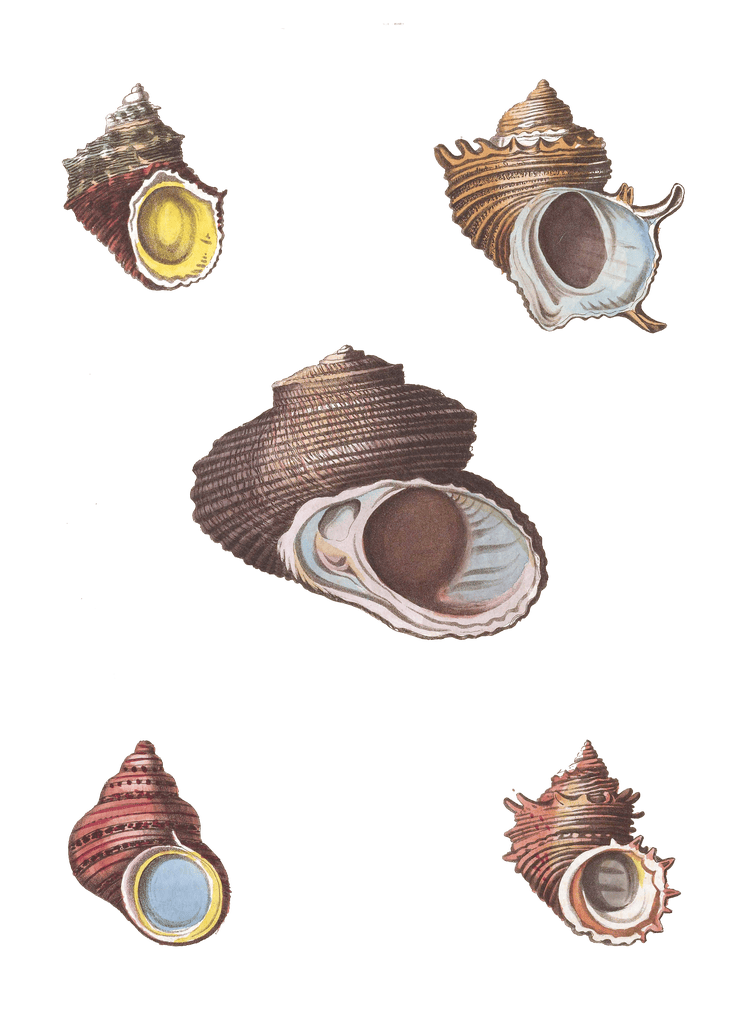208 Various Shell illustration by Vero Shaw