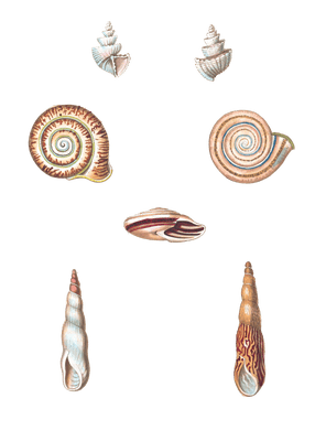 216 Various Shell illustration by Vero Shaw