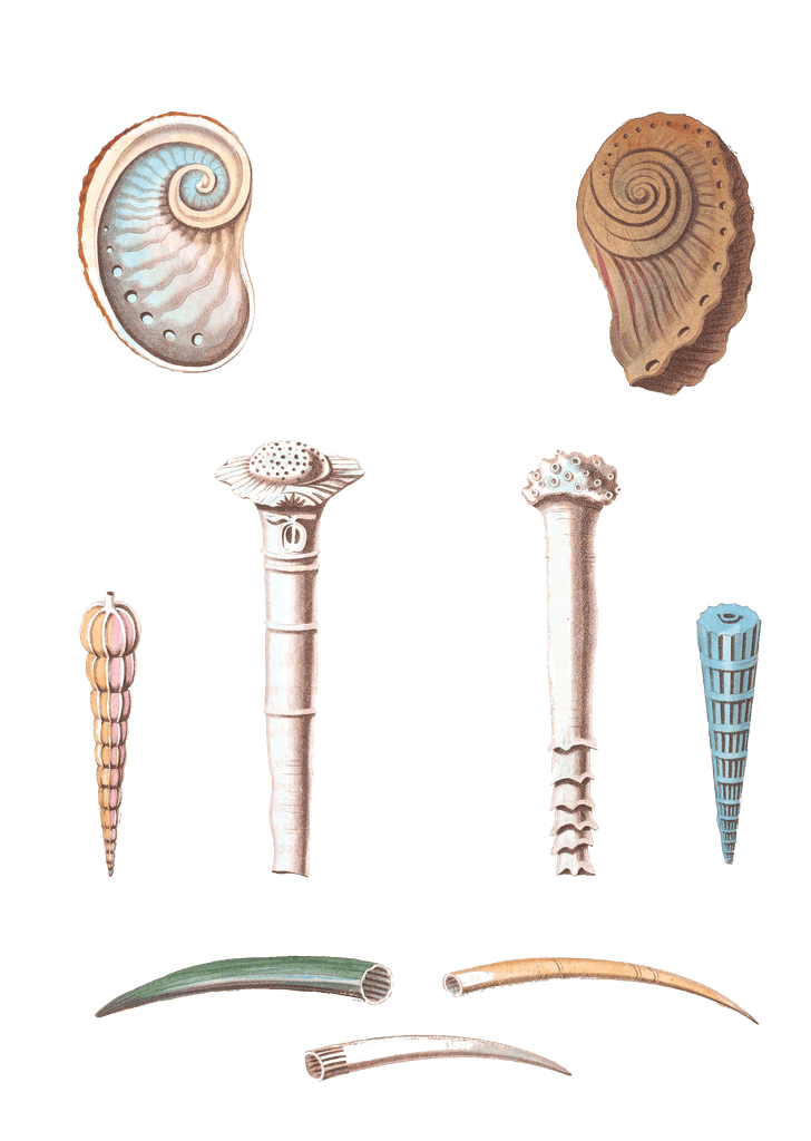 220 Various Shell illustration by Vero Shaw