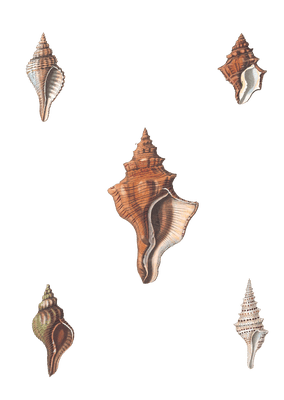 228 Various Shell illustration by Vero Shaw