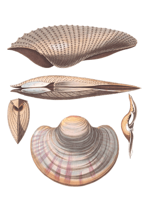 236 Various Shell illustration by Vero Shaw