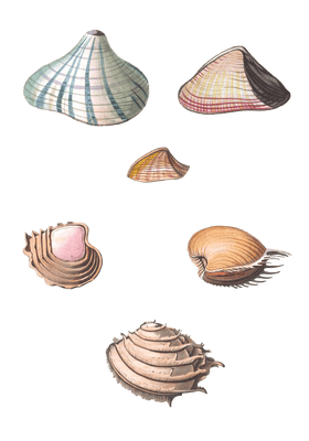 244 Various Shell illustration by Vero Shaw