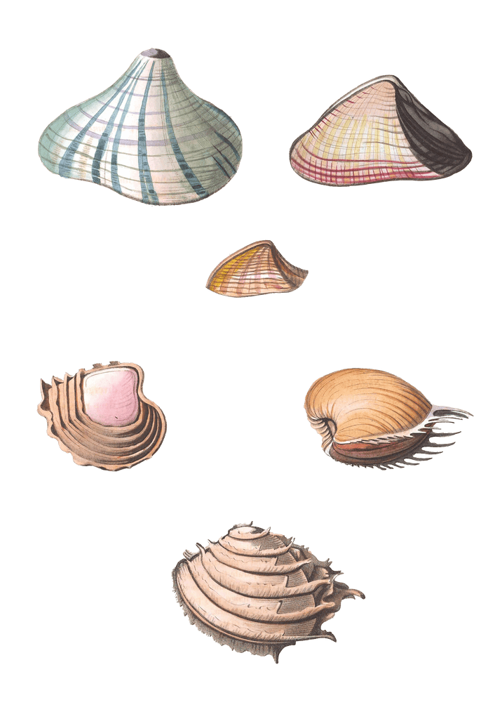 244 Various Shell illustration by Vero Shaw