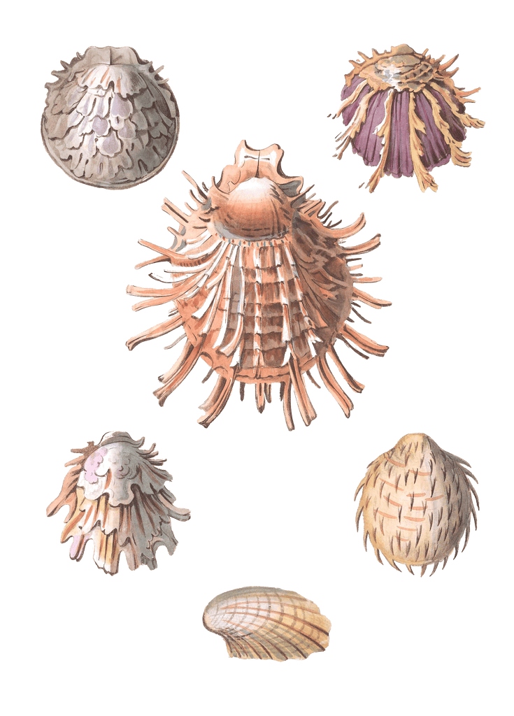 248 Various Shell illustration by Vero Shaw