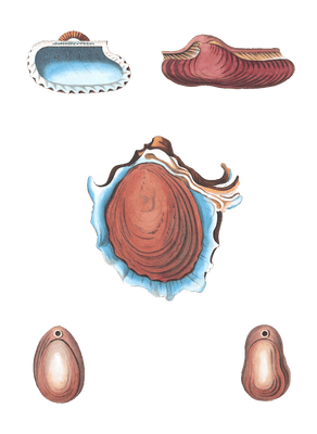 252 Various Shell illustration by Vero Shaw