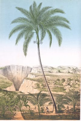 Aceca palm